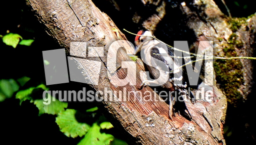 Buntspecht (12).JPG